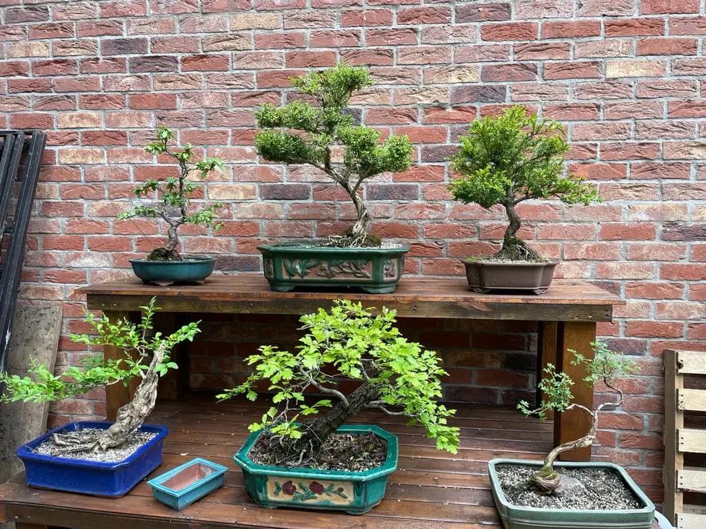 Japanese Style Garden